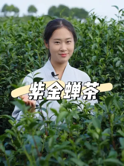 紫金蝉茶，你们有听说过吗？ #支持三农扶持三农发展  #召唤茶友 #新农人计划2024 #乡村生活家  #记录我的农村生活