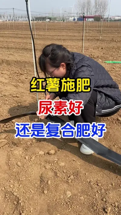 红薯施肥用尿素好还是复合肥好#红薯种植#红薯施肥#红薯管理#红薯高产#分享农业知识帮农民增产增收