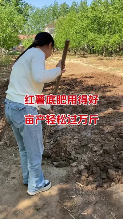 红薯底肥用的好，产量跟着肥水跑#红薯种植#红薯底肥#红薯管理#红薯高产