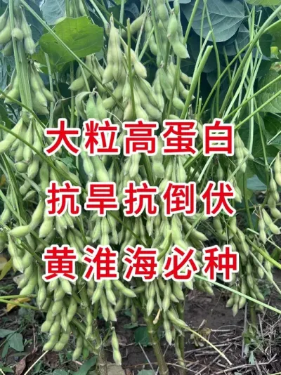 亩产700多大粒好卖粮！ #三农流量扶持计划 #大豆种植 #农业种植 #产量特别高 #农业种植