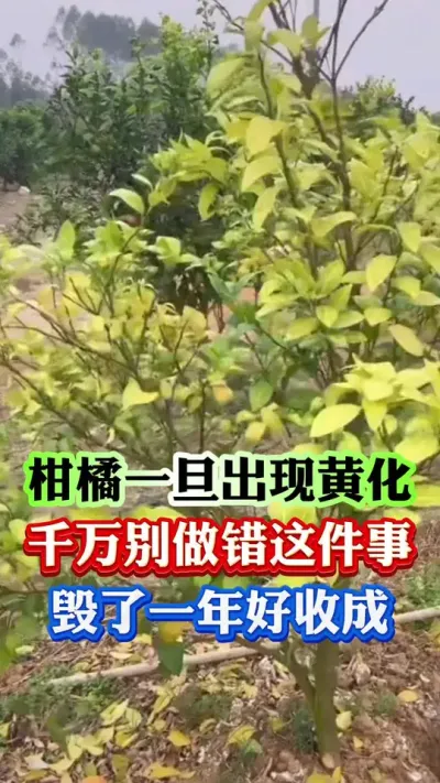 柑橘黄化到底是冬天治理好还是春天治理好#果树种植 #果树管理 #柑橘种植 #病虫害防治