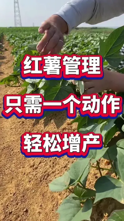 红薯想要高产，只需要一个小动作#红薯种植 #红薯管理 #红薯高产 #红薯掐尖