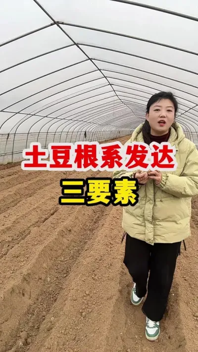土豆根系发达离不开的三要素@抖音小助手 #土豆 #土豆高产种植