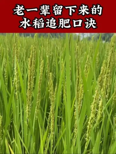 #水稻种植 #水稻管理#小麦种植 #增产增收 #水稻