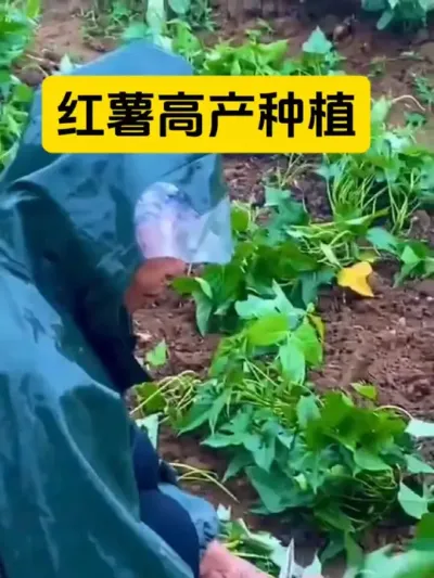 #创作灵感 红薯如何种植能高产#红薯种植 #红薯 #农业种植