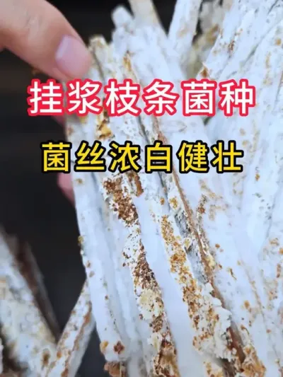 平菇种植，挂浆枝条菌种，营养更丰富，发菌菌丝启动快，全国发货#平菇种植 #平菇菌种 #食用菌栽培种 #栽培种