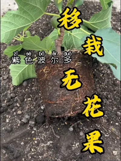 跟着我移栽一颗果子多多的无花果苗吧！依然非常头铁的打散根系，能缓苗就行！#记录我的种植生活 #盆栽果树 #无花果生长过程 #紫色波尔多无花果