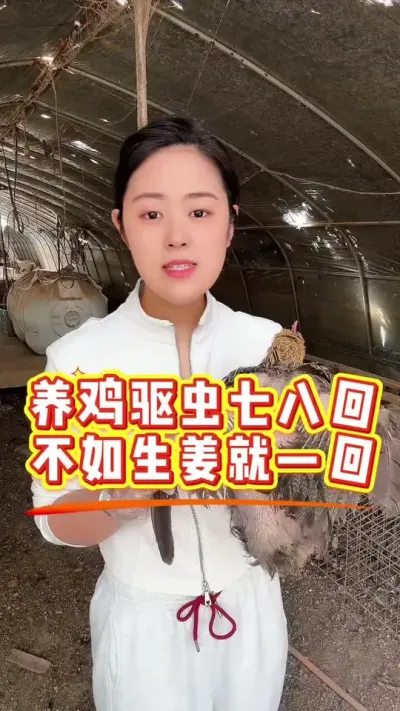 养鸡一年驱虫七八回不如生姜就一回记住这个妙招让你养鸡冠红毛靓成活👌#科学养鸡 #鸡病防治 #鸡鸭鹅养殖 #服务三农支持三农 #养鸡人