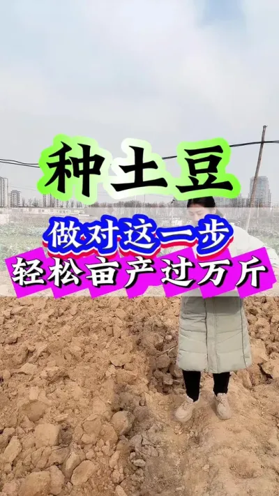 种土豆做对这一步亩产轻松过万斤#土豆种植 #土豆 #土豆高产种植 #三农 #种植小技巧