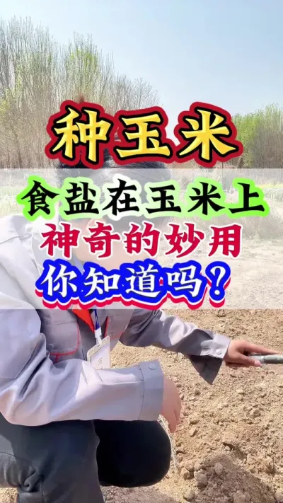 食盐在玉米上神奇的妙用你知道吗？#玉米#玉米管理 #玉米高产#种玉米#玉米种植