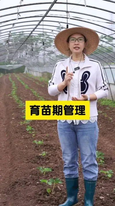 我们每年都是自己育的苗，能省不少事儿！#启明生物大师姐 #2025新农人计划乡村振兴蓝图 #新农人计划2025 #三农 #草莓种植管理技术和方法