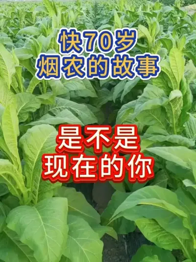 快70岁烟农的故事，是不是现在的你 #服务三农支持三农 #农业种植 #农业 #烤烟种植 #烤烟