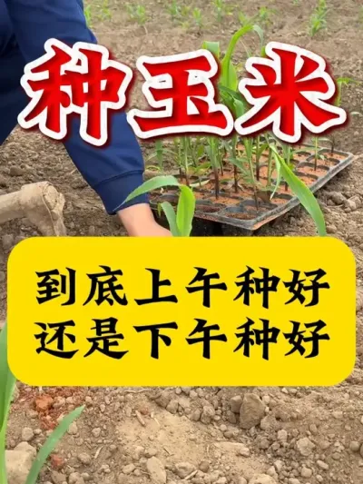 种玉米到底是上午种好还是下午种好？ #玉米种植   #玉米   #玉米管理   #玉米高产 #种玉米