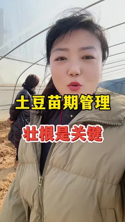 土豆苗期管理，壮根是关键工作#土豆 #土豆高产种植 @抖音小助手