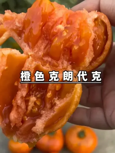 掰个橙色克朗代克馋你们，不酸的大果沙瓤番茄，很难得！#盆栽果树 #记录我的种植生活 #楼顶果园 #盆栽番茄 #橙色克朗代克