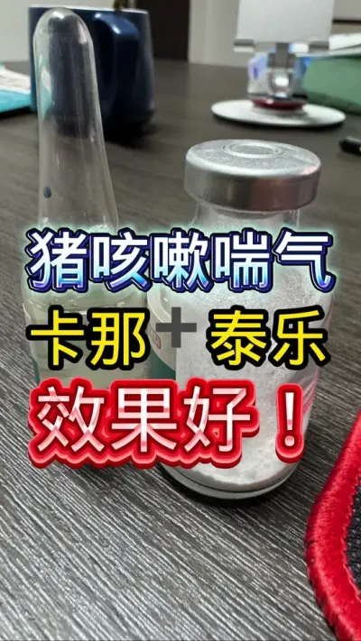猪牛羊咳嗽喘气？ 这个方案要学会！卡那霉素➕泰乐菌素，效果太好了！#养猪 #养猪技术 #兽药