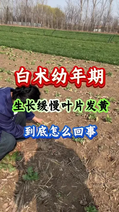 白术种植 白术幼年期生长缓慢叶片发黄到底怎么回事 #白术种植 #白术管理 #白术高产