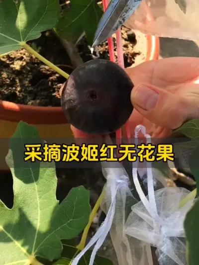 又可以摘波姬红的秋果了，树上还有很多果子没熟，真是太高产了！#记录我的种植生活 #盆栽果树 #盆栽无花果#波姬红无花果