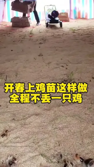 开春上鸡苗这样做全程不丢一只鸡 #科学养鸡 #鸡鸭鹅养殖 #养殖小妙招 #养鸡人 #服务三农支持三农