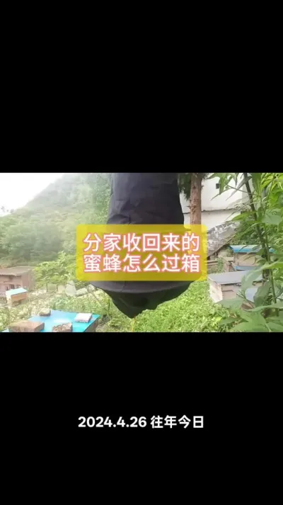 分家收回来的蜜蜂怎么过箱 #三农 #蜜蜂养殖 #蜜蜂