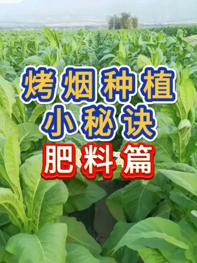 烤烟种植小秘诀肥料如何使用 #烤烟 #烤烟种植技术与管理 #烤烟种植 #种植小技巧 #服务三农支持三农