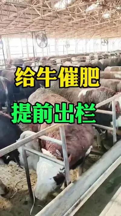 喜来胖给牛催肥增重，上膘快，提前出栏#肉牛养殖 #养殖户 #全国养牛人 #西门塔尔 #科学喂养
