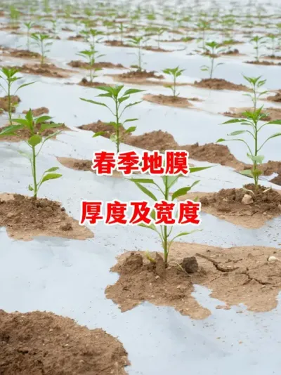 辣椒种植地膜买哪种更为合适#辣椒种植 #辣椒 #小米辣 #线椒 #来抖音学农技