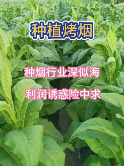 种烟行业深似海，利润诱惑险中求 #服务三农支持三农 #烤烟 #烤烟种植 #烤烟种植技术与管理 #传播农业小知识