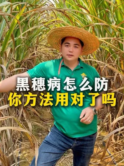 黑穗病怎么防，你方法用对了吗#种植小技巧 #甘蔗种植 #农业种植 #每天分享农业小知识 #增产增收小配方