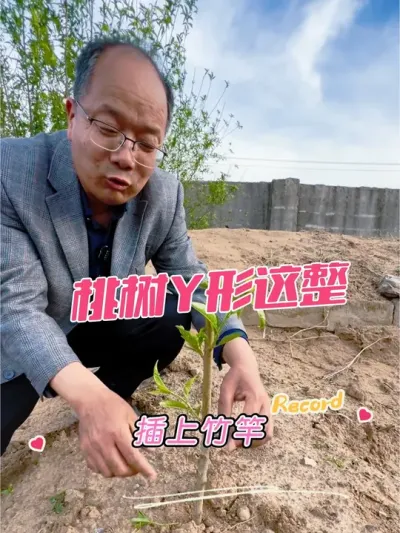 桃树Y形 当前这样整#果树管理 #果树种植 #桃树