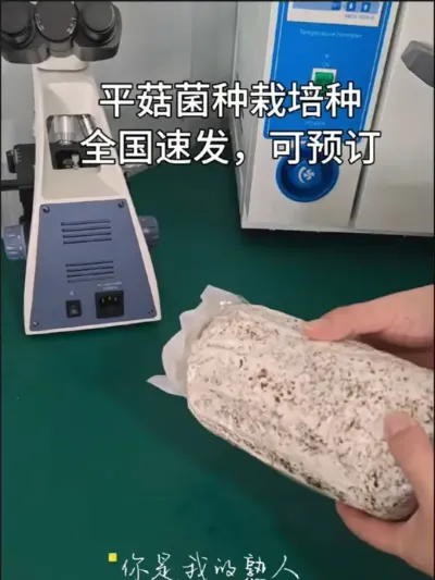 平菇菌种，全国速发 高压灭菌，纯种培养，恒温培养，菌丝健壮，全国速发！接受预订！#平菇基地 #食用菌栽培 #平菇菌种