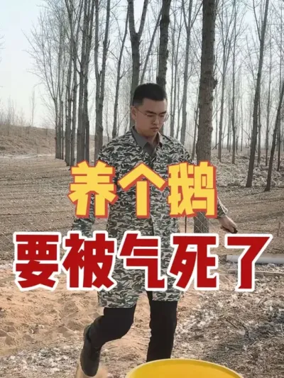 养个鹅，诶，真是要被气死了！天天忙着不得闲，累死累活不见钱，为了生活去拼命，口袋比脸都干净，一年365，天天都在吃苦头，到头一算账，挣得还没花的多。。。#养鹅 #养鹅技术找晓雨 #养鹅技术分享