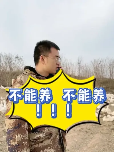 听人劝，吃饱饭！这种形式的鹅千万不要养啊！不能养！不能养！#养鹅技术分享 #养鹅 #养鹅人 #科学养鹅 #养鹅技术找晓雨