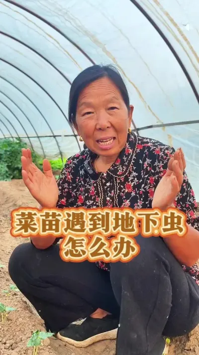预防地下虫 怎么预防地下虫#蔬菜种植 #预防病虫害 #生菜杨姐 #三农