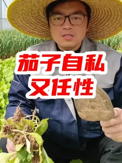 茄子自私又任性 #茄子种植 #农业种植 #蔬菜种植 #分享农业知识帮农民增产增收 #种植小技巧