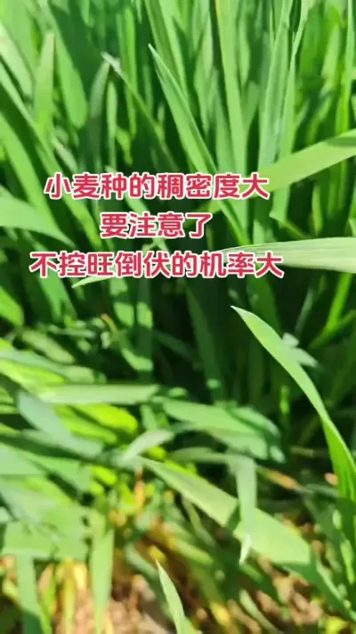 小麦已经拔节，应该怎样控旺抗倒伏#抖音助农 #农业种植 #新农人计划 #小麦