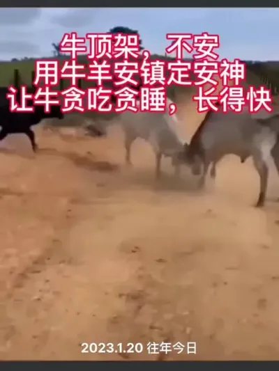 牛打架，追赶，爬跨受伤等#肉牛养殖 #西门塔尔 #科学养牛