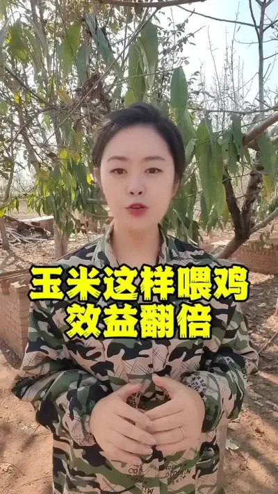 玉米这样喂鸡效益翻倍#养鸡#散养土鸡#鸡鸭鹅养殖#科学养鸡#养鸡妙招