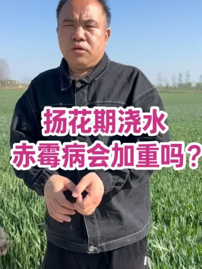 扬花期浇水 赤霉病会加重吗？ #聚焦三农 #主播说三农 天晴无雨，空气湿度依然极度干燥，扬花期浇水赤霉病病菌也不会传播！