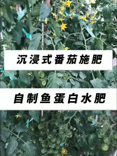 番茄施自制鱼蛋白水肥，番茄又多又大，吃都吃不完！ #楼顶菜园 #阳台种植 #一份耕耘一份收获 #盆栽番茄 #鱼蛋白水肥