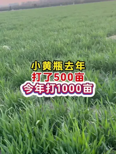 小麦高产秘方 #小麦高产技术 #膨大剂 #小麦膨大剂苄氨烷醇 #种植小技巧