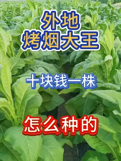 一株十块钱烤烟怎么种的 #烤烟 #烤烟种植技术与管理 #烤烟种植 #烟草种植 #农业种植