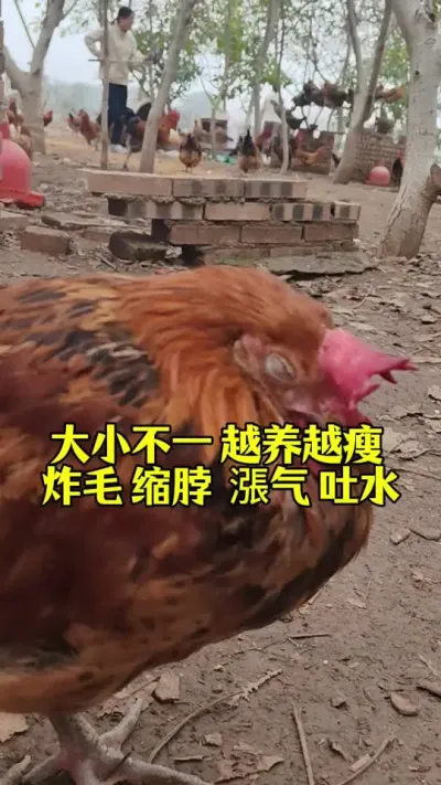 鸡大小不一越养越瘦，炸毛缩脖漲气吐水，经常挂掉怎么办#养鸡#散养土鸡#养鸡妙招#科学养鸡