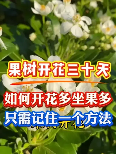 果树开花前30天，这件事你做了吗#果树种植 #果树管理 #果园管理