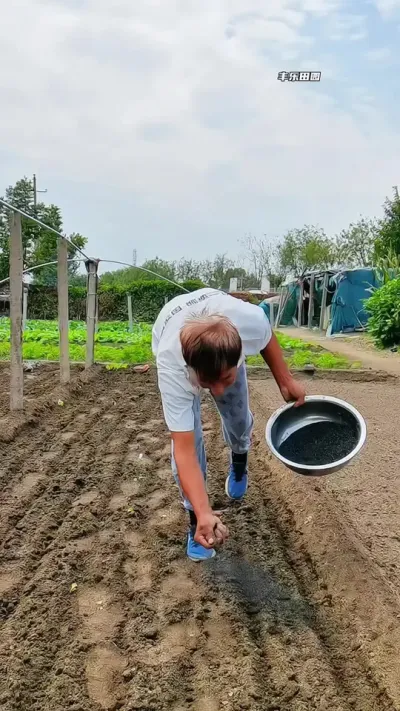 四月以后，高温高湿天气增多，是各种病虫害的高爆发期，这个时候呢，要抓紧给家里的辣椒，茄子，番茄等各种瓜果蔬菜的撒点 #稻壳炭 了#病虫害防治 #草木灰 #种菜 #自己种的纯天然的绿色蔬菜