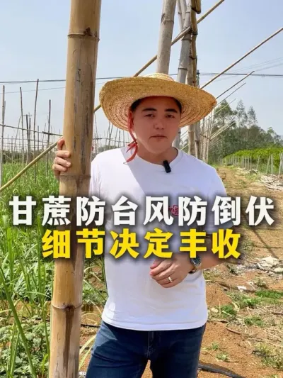 甘蔗防台风防倒伏，细节决定丰收#农业种植 #甘蔗种植 #三农 #甘蔗#种植小技巧