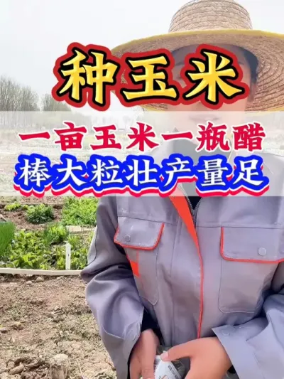 一亩玉米一瓶醋，棒大粒壮产量足 #玉米   #玉米高产  #玉米管理   #玉米种植  #种玉米