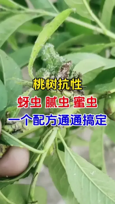 桃树抗性蚜虫，蜜虫，腻虫一招都搞定#桃树种植#桃树蚜虫#蚜虫防治#杀虫剂
