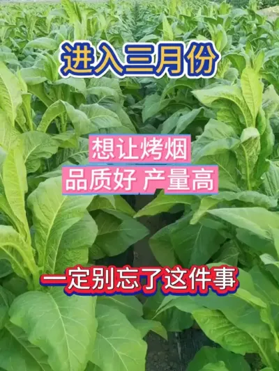 进入三月份，我们的烟地里，千万别做错了这件事 #烤烟种植技术与管理 #烤烟种植 #烤烟种植户 #烤烟 #农业种植