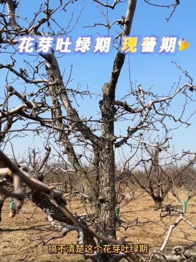 花芽吐绿期 现蕾期 分辨。#来抖音学农技 #梨树 #花芽 #果树种植